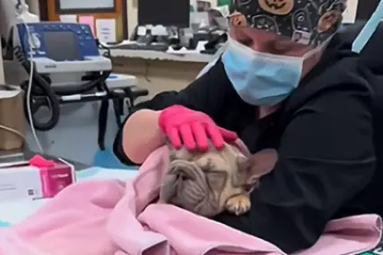 Bunny getting life-saving help