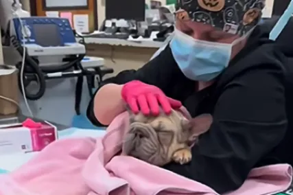 Bunny getting life-saving help